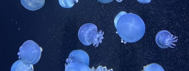 　さんの壁紙画像