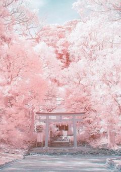 僕 達 の " 最 後 "  の  学 園 物 語  。 