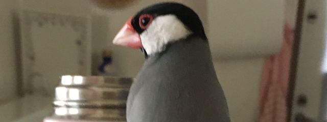 流生　〜情緒不安定で更新不安定〜さんの壁紙画像