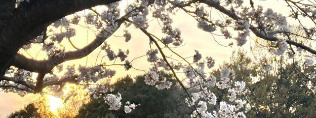 顔のついたアイス🍨さんの壁紙画像