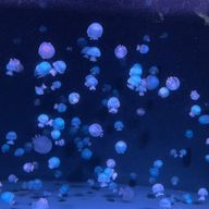 名無しさんのアイコン画像