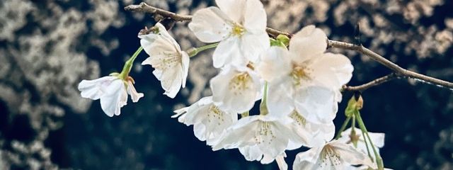 ˙˚ 𓆩 ꒰ঌℝ𝕚𝕣𝕦໒꒱ 𓂃 𓈒𓏸໒꒱さんの壁紙画像