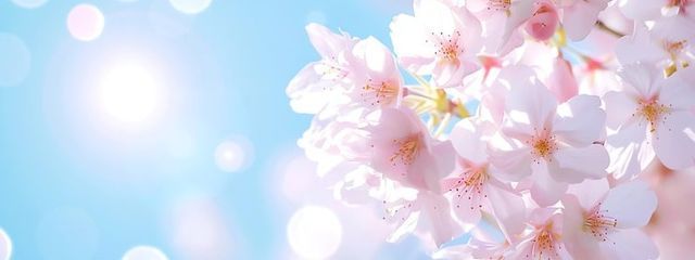 よっちゃん!！🍓さんの壁紙画像