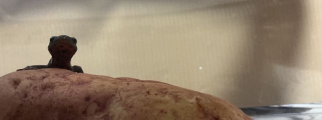 バナオさんの壁紙画像