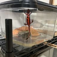 バナオさんのアイコン画像
