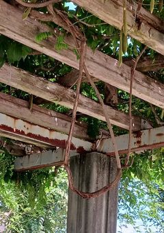 太宰の双子の妹(※ちょこちょこ書き直し中)