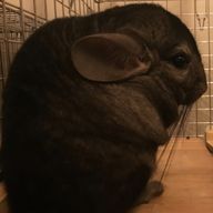 しゃちまるさんのアイコン画像