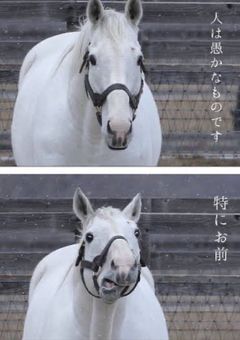 見るの禁止気味な呟きたち