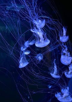 海月は死ぬと海に溶けて消えるらしい