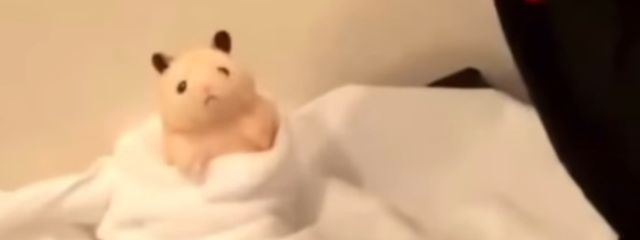 來  羽さんの壁紙画像