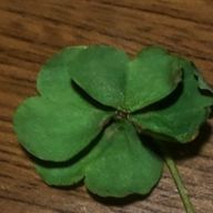 見るだけのアカさんのアイコン画像