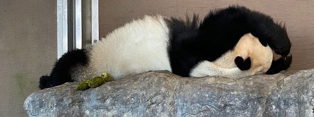 ゆえさんの壁紙画像