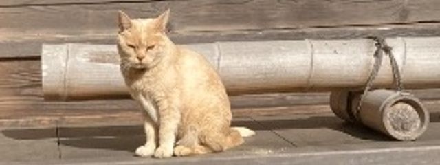 踊らされるピエロ、猫化、食べ物化の全ての元凶、りさんの壁紙画像