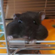 🐹🖤さんのアイコン画像