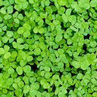 未来四葉さんのアイコン画像