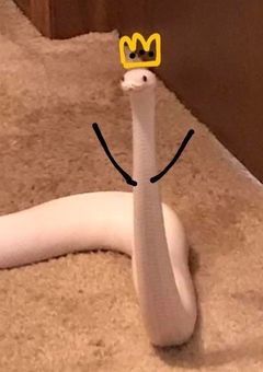 短編集(カオクラ)