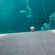 桜月さんのアイコン画像