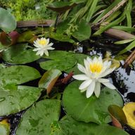 マリア(フォロバ絶対!!!)さんのアイコン画像