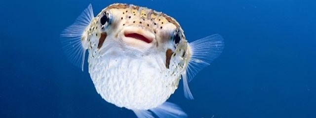 らーめんちゃんだゆさんの壁紙画像