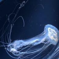 らすさんのアイコン画像