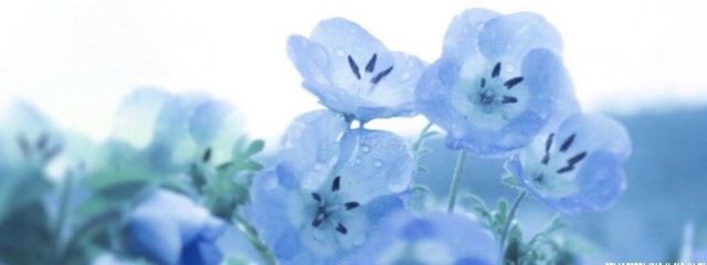 　膵　さんの壁紙画像