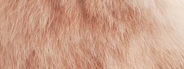 酢さんの壁紙画像