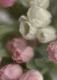 約束の花が咲く日まで。