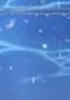 私が見た陸の世界