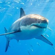 サメェーちゃん💙🐠🦈　　アイコンリニューアル.....さんのアイコン画像