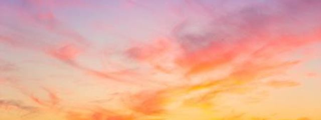 いぬさんの壁紙画像