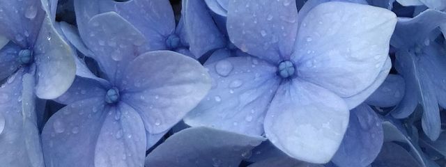 みりんさんの壁紙画像