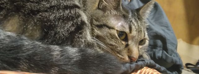 ピーヤ☆気まぐれ投稿&いんくらぶ🎨さんの壁紙画像