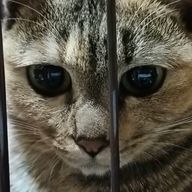 いんきゃ      ほぼ見る専さんのアイコン画像