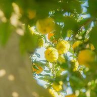    よこたさんのアイコン画像