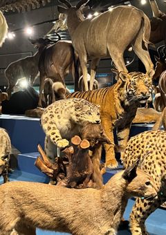 田舎の変わった博物館