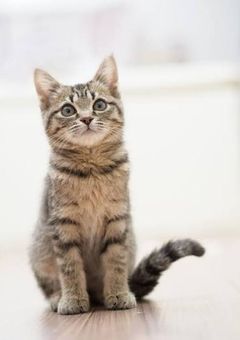 転生したら猫でした！