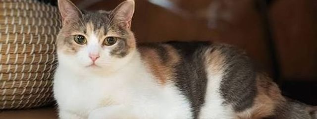 猫猫かえ🐱さんの壁紙画像