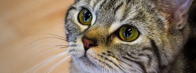 猫月真央🌱💚😼🫧(全然 小説 書いてない猫)さんの壁紙画像
