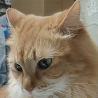 めちゃつえー大好きさんのアイコン画像