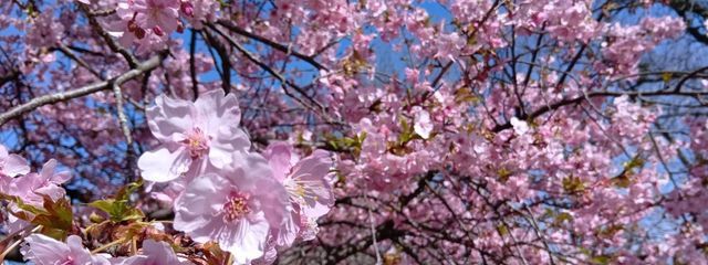 CODEe@別垢さんの壁紙画像