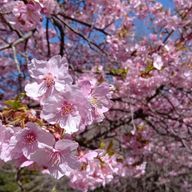 CODEe@別垢さんのアイコン画像