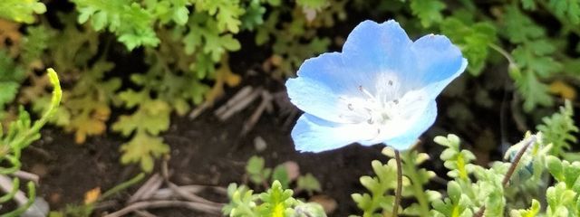 琥珀糖( ˘꒳˘  )さんの壁紙画像