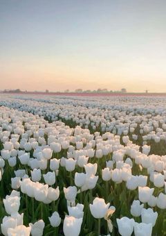 @みみちゃん　様用