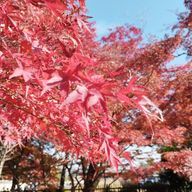 雨譜玲さんのアイコン画像