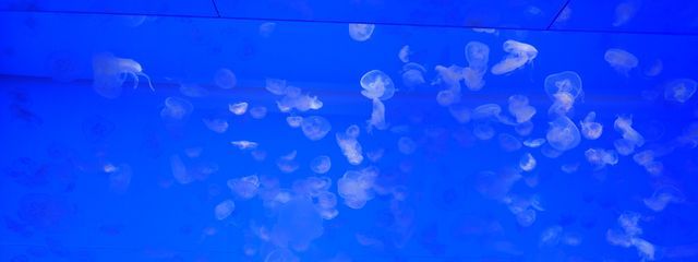 あぶりさーもんさんの壁紙画像