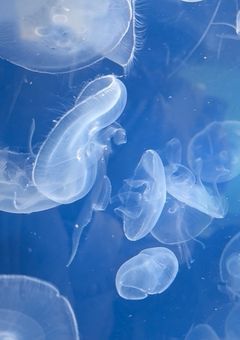 星観沫 精神科 病院