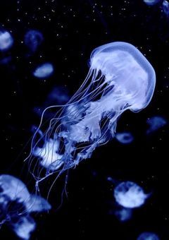  　綺羅星に恋をして