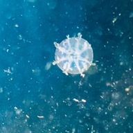 児玉さんのアイコン画像