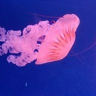 澪さんのアイコン画像