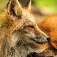 月霧 ヨルさんのアイコン画像